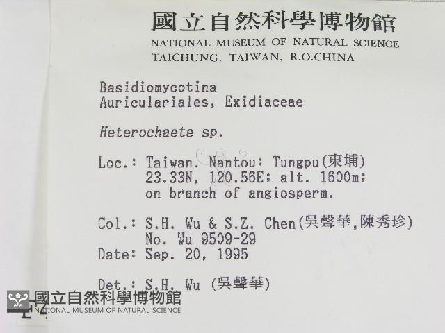 刺皮菌屬藏品圖，第2張