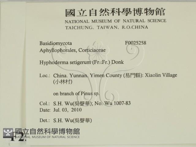 剛毛絲皮菌藏品圖，第2張