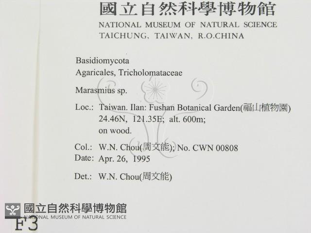小皮傘屬藏品圖，第2張