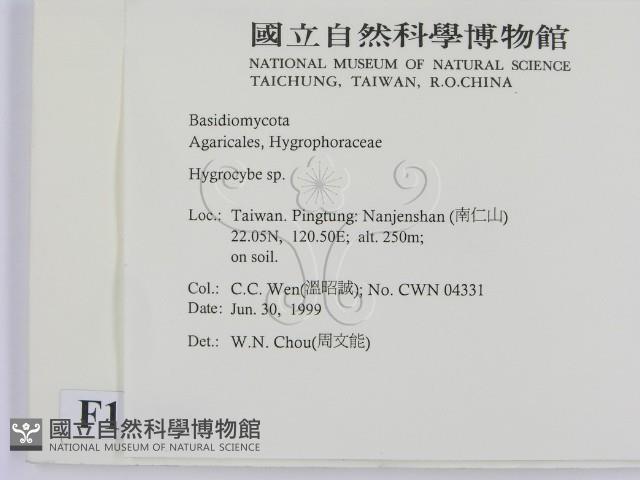 濕傘屬藏品圖，第2張