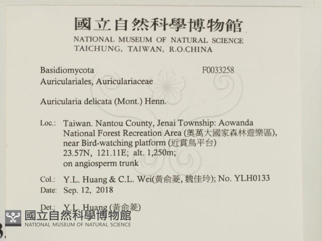 皺木耳藏品圖，第2張