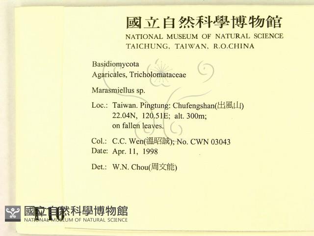 微皮傘屬藏品圖，第2張