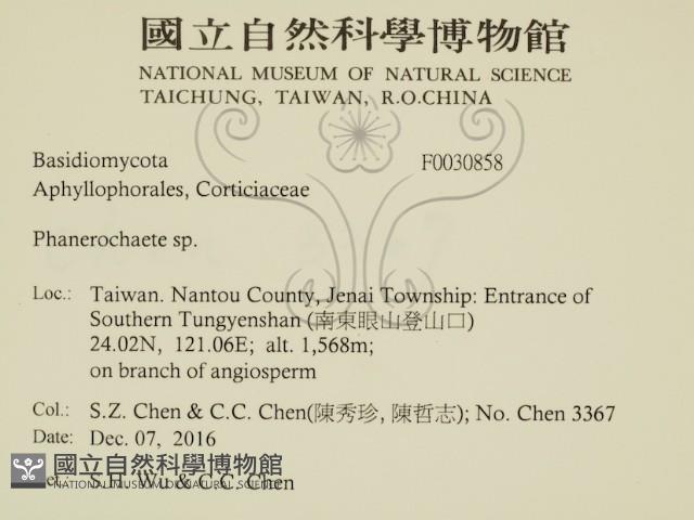 顯絲菌屬藏品圖，第2張