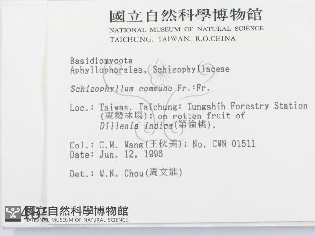 裂褶菌藏品圖，第2張