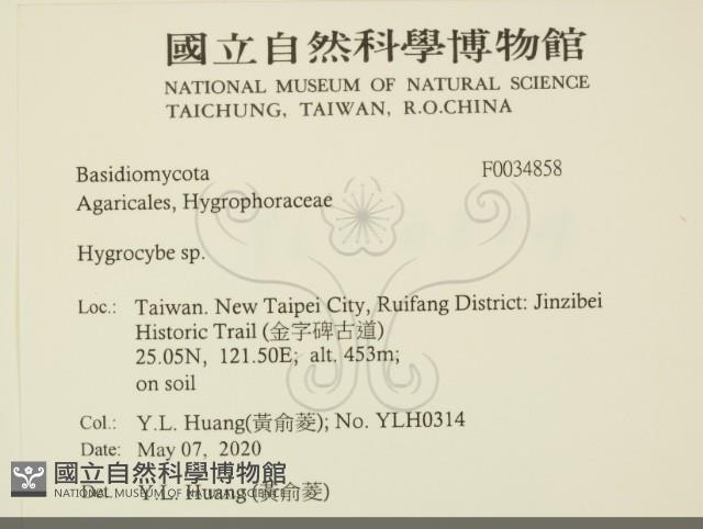 濕傘屬藏品圖，第2張