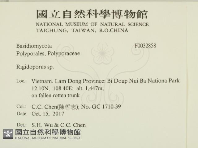 硬孔菌屬藏品圖，第2張
