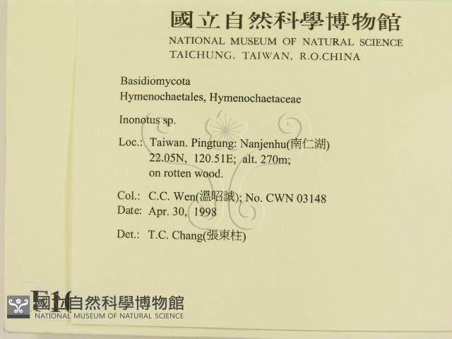 纖孔菌屬藏品圖，第2張