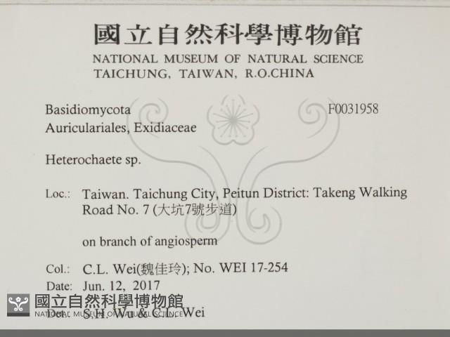 刺皮菌屬藏品圖，第2張