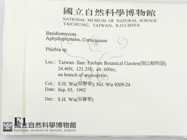 射脈菌屬藏品圖，第2張