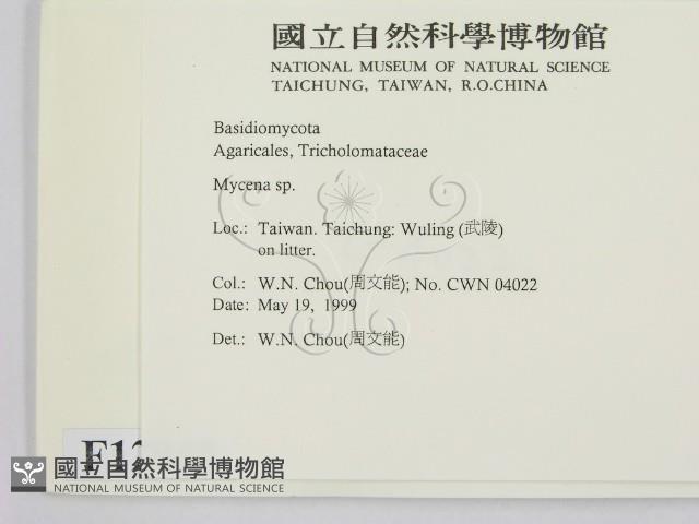 小菇屬藏品圖，第2張