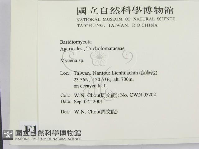 小菇屬藏品圖，第2張