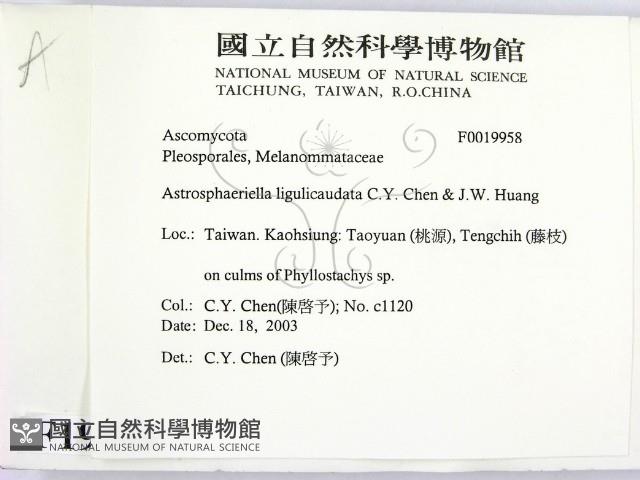 登錄號:F0019958藏品圖，第2張