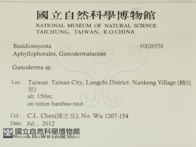 刺皮菌屬藏品圖，第2張