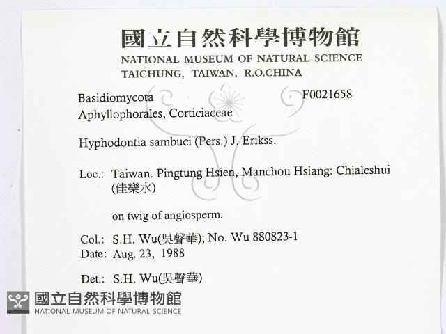 冇骨消絲齒菌藏品圖，第2張