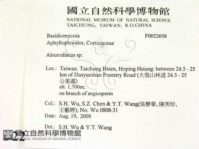 盤革菌屬藏品圖，第2張