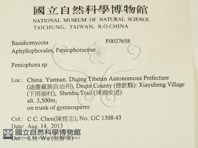 筍殼菌屬藏品圖，第2張
