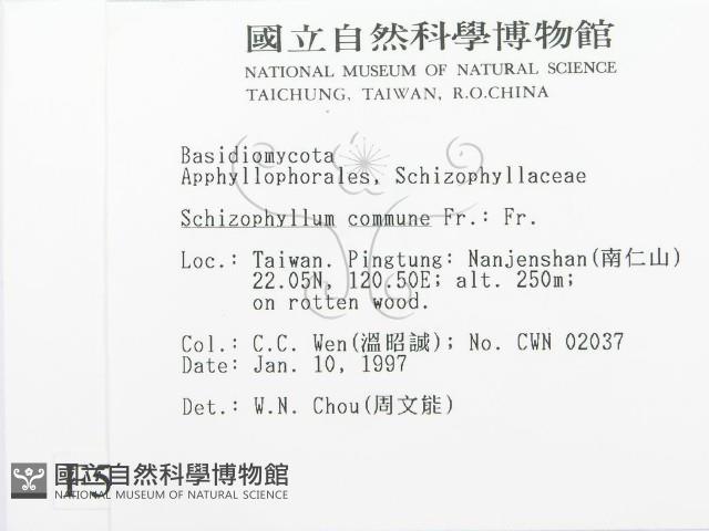 裂褶菌藏品圖，第2張