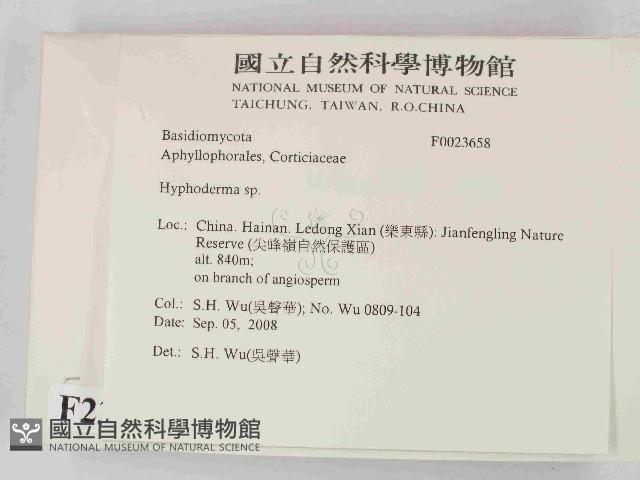 絲皮菌屬藏品圖，第2張