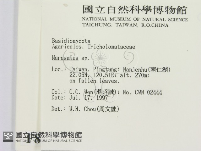 小皮傘屬藏品圖，第2張