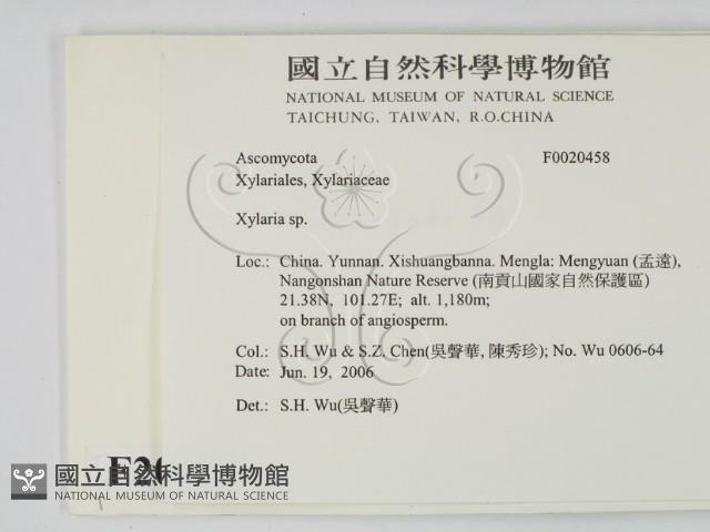 炭角菌屬藏品圖，第2張