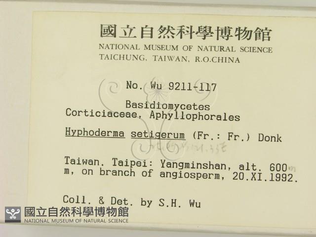 剛毛絲皮菌藏品圖，第2張