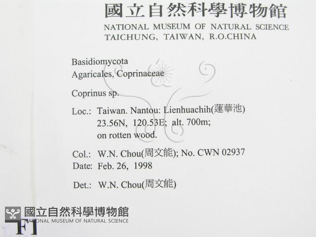 鬼傘屬藏品圖，第2張