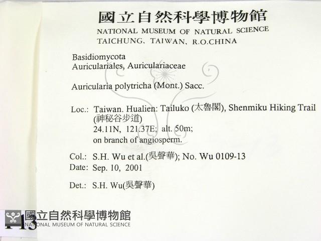 毛木耳藏品圖，第2張