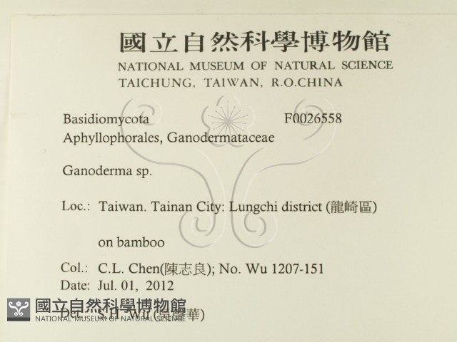 靈芝屬藏品圖，第2張