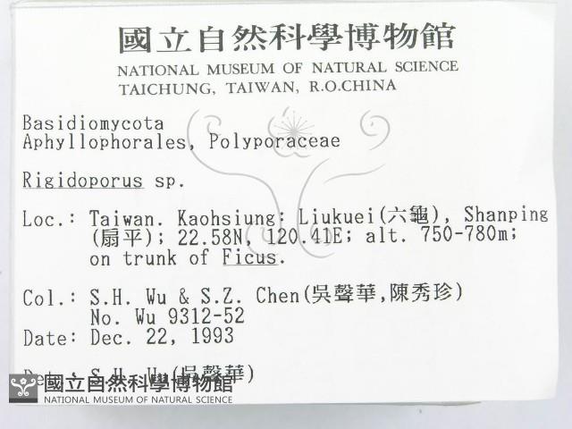 硬孔菌屬藏品圖，第2張