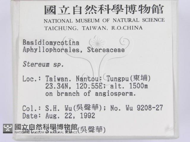 韌革菌屬藏品圖，第2張