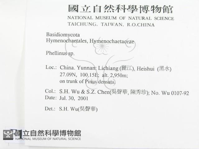 木層孔菌屬藏品圖，第2張