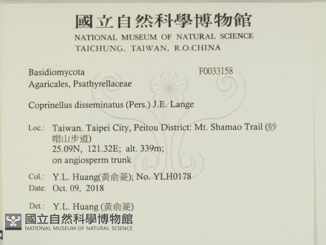 簇生鬼傘藏品圖，第2張