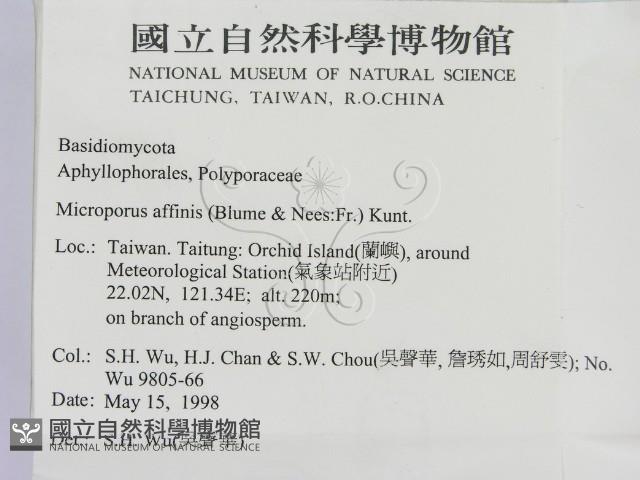 相鄰小孔菌藏品圖，第2張