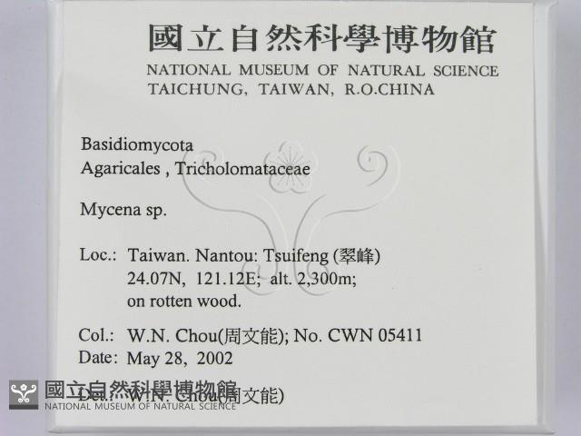 小菇屬藏品圖，第2張