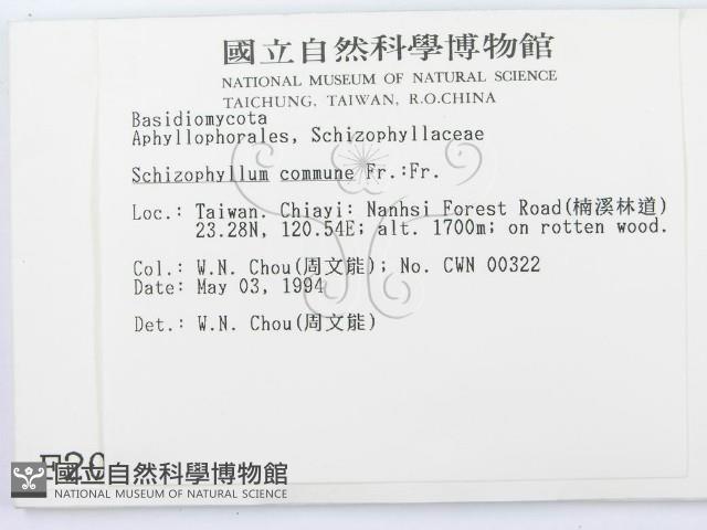 裂褶菌藏品圖，第2張