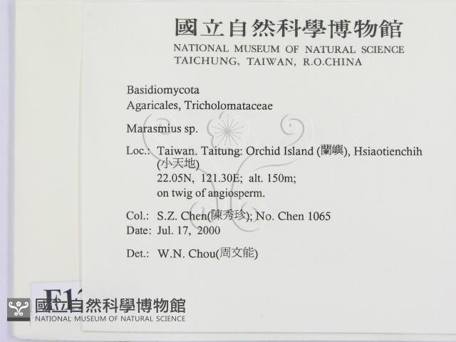 小皮傘屬藏品圖，第2張
