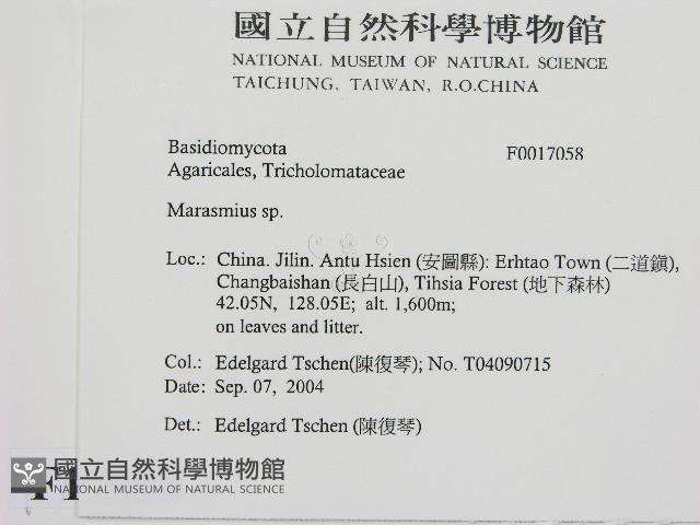 小皮傘屬藏品圖，第2張