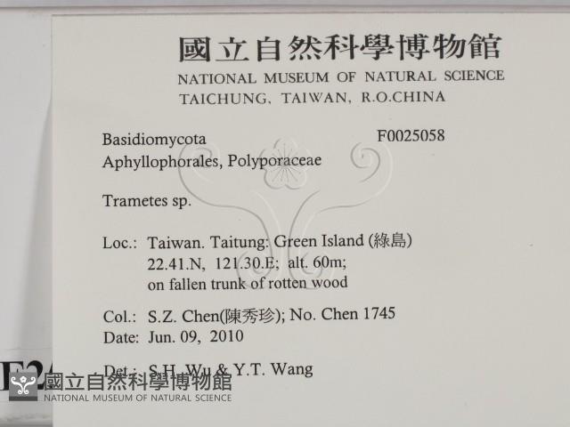栓菌屬藏品圖，第2張