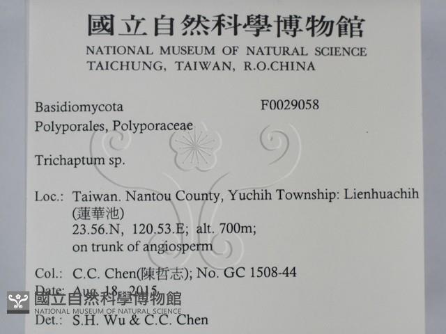 附毛菌屬藏品圖，第2張