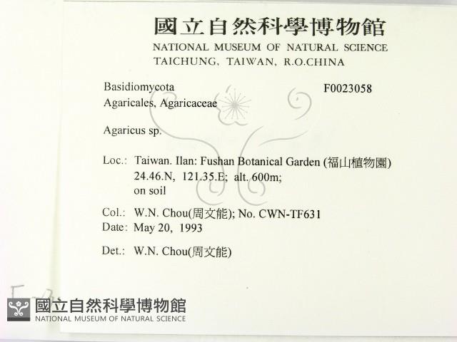 傘菌屬藏品圖，第2張