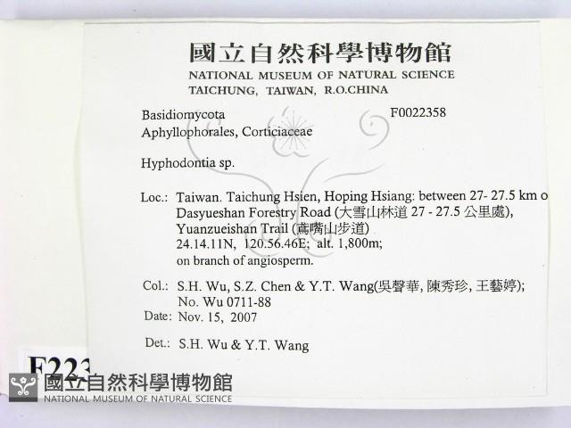 絲齒菌屬藏品圖，第2張