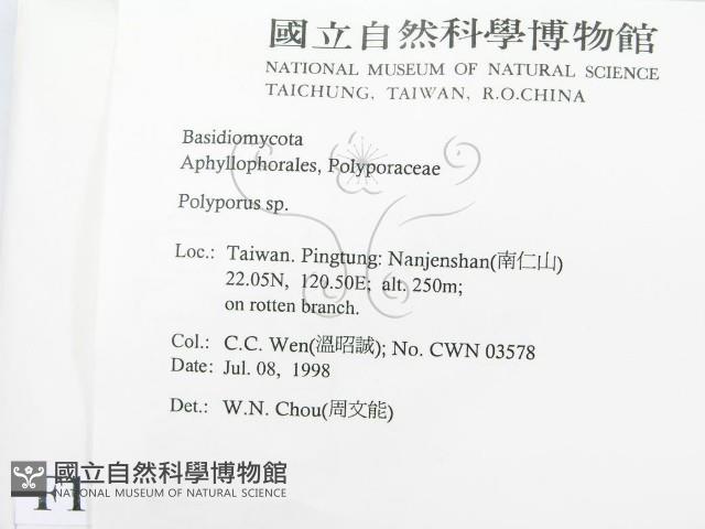 多孔菌屬藏品圖，第2張