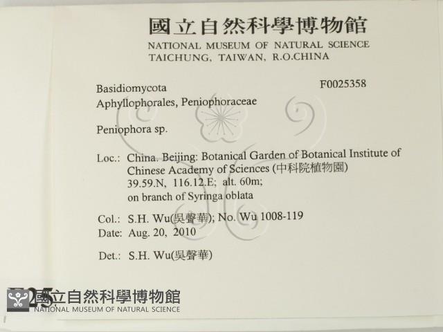 筍殼菌屬藏品圖，第2張