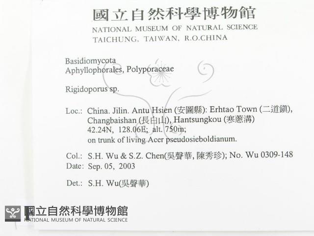 硬孔菌屬藏品圖，第2張