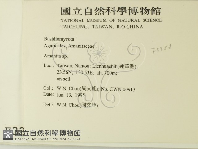 鵝膏屬藏品圖，第2張