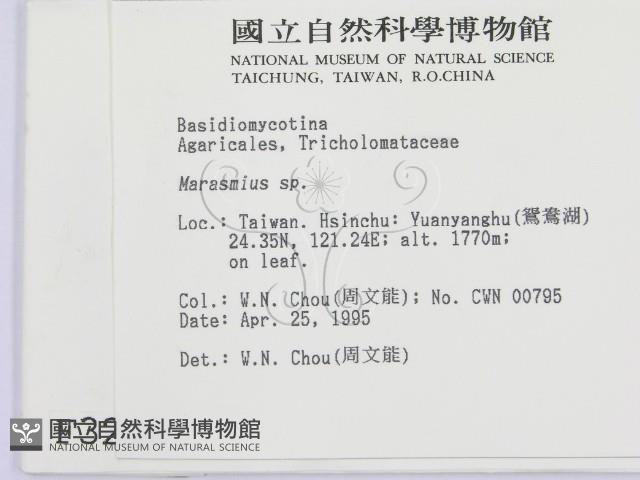 小皮傘屬藏品圖，第2張