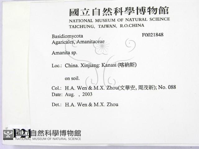 鵝膏屬藏品圖，第2張