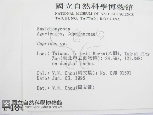 鬼傘屬藏品圖，第2張