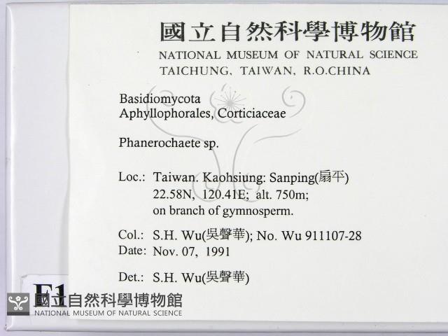 顯絲菌屬藏品圖，第2張