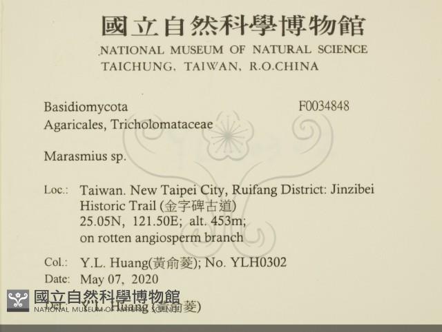 小皮傘屬藏品圖，第2張